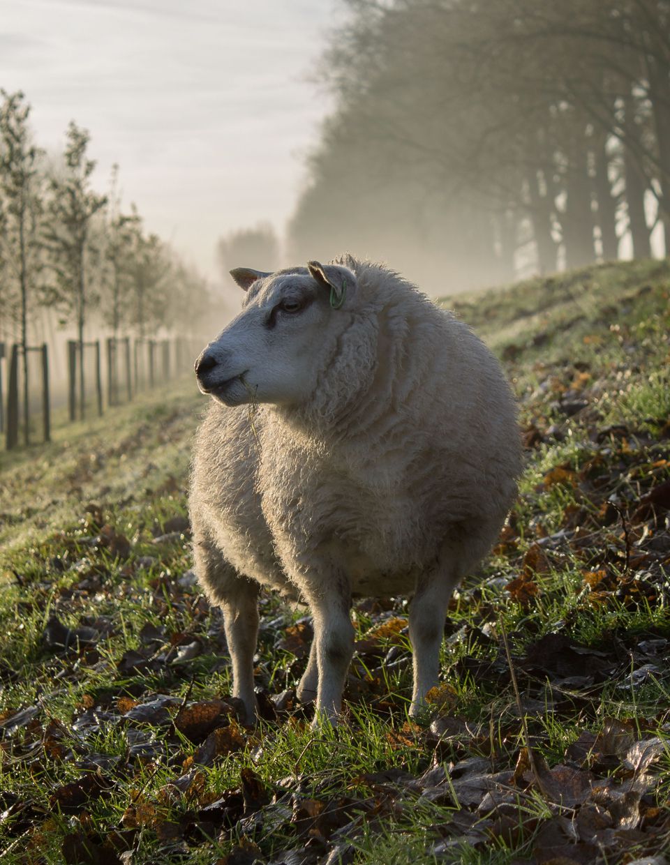 All-Natural<br>Sheep&nbsp;Casings